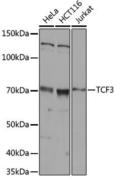 Anti-TCF3 Rabbit pAb