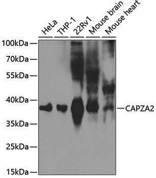 Anti-CAPZA2 Rabbit pAb