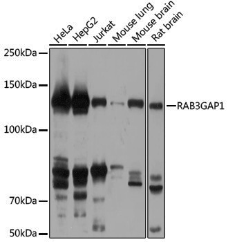Anti-RAB3GAP1 Rabbit pAb
