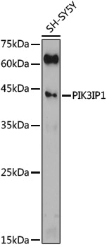 Anti-PIK3IP1 Rabbit pAb