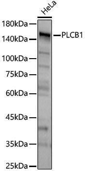 Anti-PLCB1 Rabbit pAb