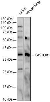 Anti-CASTOR1 Rabbit pAb
