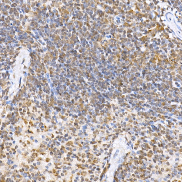 Anti-JNK1/2/3 Rabbit pAb