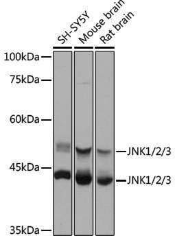 Anti-JNK1/2/3 Rabbit pAb