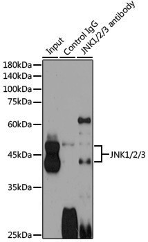 Anti-JNK1/2/3 Rabbit pAb