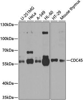 Anti-CDC45 Rabbit pAb