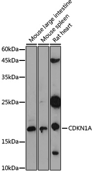 Anti-CDKN1A Rabbit pAb
