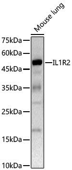 Anti-IL1R2 Rabbit pAb