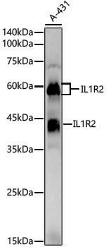 Anti-IL1R2 Rabbit pAb