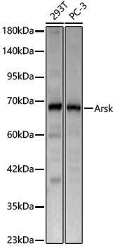 Anti-Arsk Rabbit pAb