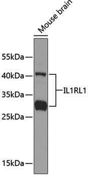 Anti-IL1RL1 Rabbit pAb