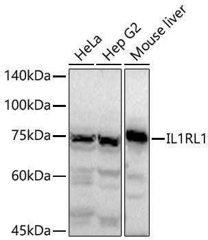 Anti-IL1RL1 Rabbit pAb