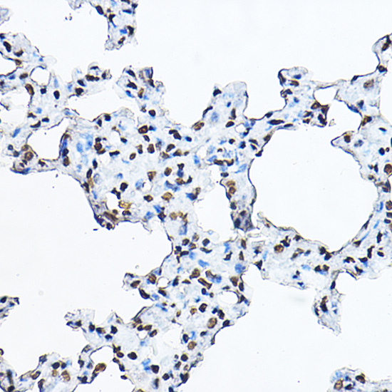 Anti-Histone H3 Rabbit pAb