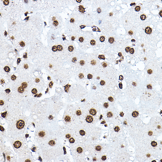 Anti-Histone H3 Rabbit pAb