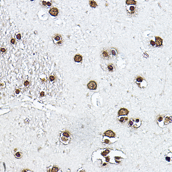 Anti-Histone H3 Rabbit pAb