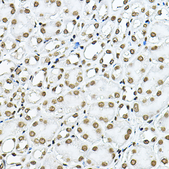 Anti-Histone H3 Rabbit pAb