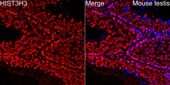 Anti-Histone H3 Rabbit pAb