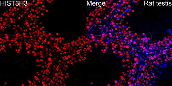 Anti-Histone H3 Rabbit pAb