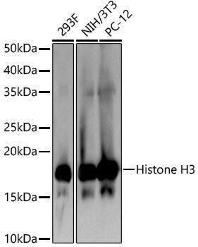 Anti-Histone H3 Rabbit pAb