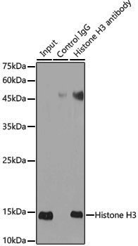 Anti-Histone H3 Rabbit pAb