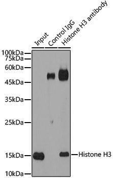 Anti-Histone H3 Rabbit pAb