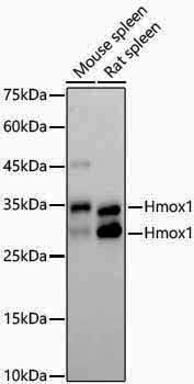 Anti-Hmox1 Rabbit pAb