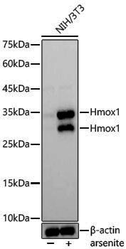 Anti-Hmox1 Rabbit pAb