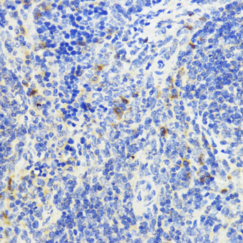 Anti-IL10 Rabbit pAb