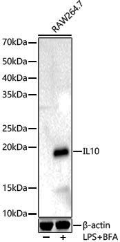 Anti-IL10 Rabbit pAb