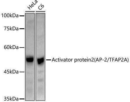 Anti-AP-2/TFAP2A Rabbit pAb