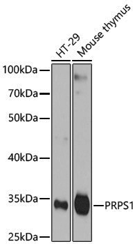 Anti-PRPS1 Rabbit pAb