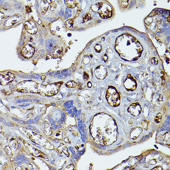 Anti-Complement factor H Rabbit pAb