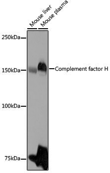 Anti-Complement factor H Rabbit pAb