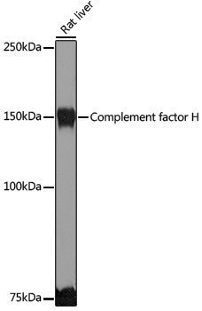 Anti-Complement factor H Rabbit pAb