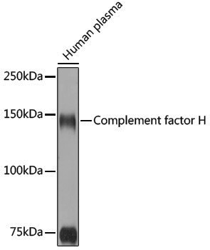 Anti-Complement factor H Rabbit pAb