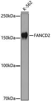 Anti-FANCD2 Rabbit pAb