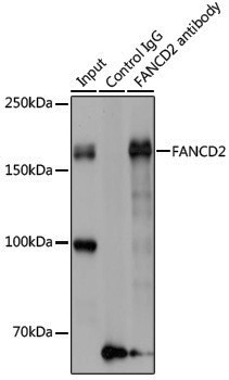 Anti-FANCD2 Rabbit pAb