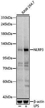Anti-NLRP3 Rabbit pAb
