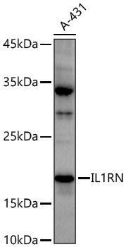 Anti-IL1RN Rabbit pAb