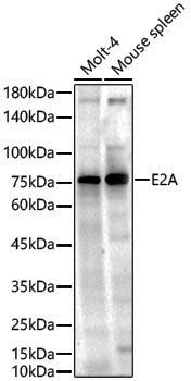 Anti-E2A Rabbit pAb