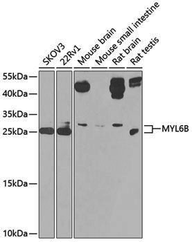 Anti-MYL6B Rabbit pAb