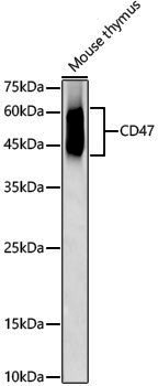 Anti-CD47 Rabbit pAb