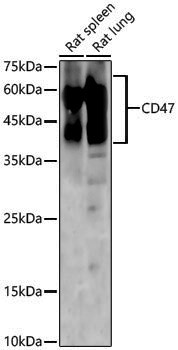 Anti-CD47 Rabbit pAb