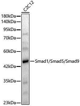 Anti-Smad1/5/9 Rabbit pAb