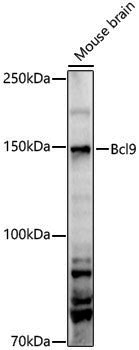Anti-Bcl9 Rabbit pAb