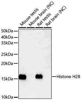 Anti-Histone H2B (testis specific) Rabbit pAb