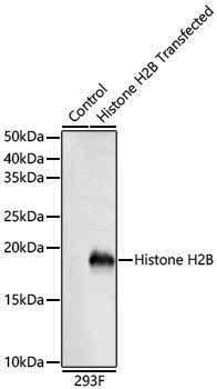 Anti-Histone H2B (testis specific) Rabbit pAb