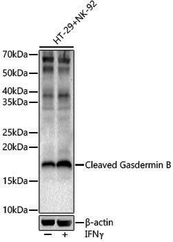 Anti-Cleaved Gasdermin B Rabbit pAb