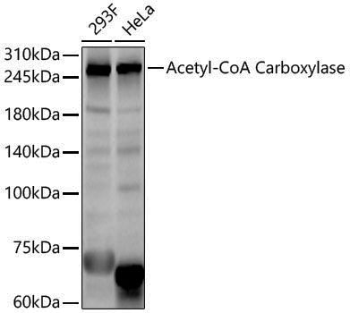 Anti-Acetyl-CoA Carboxylase Rabbit pAb