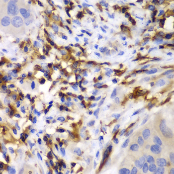 Anti-HCLS1 Rabbit pAb